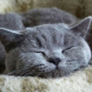 Meet your Posher, Ruta